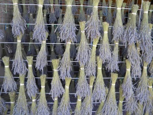 lavender drying racks